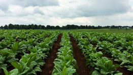 Research for agro-entrepreneurship open university concept in Zambia