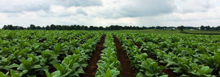 Crop field in Zambia