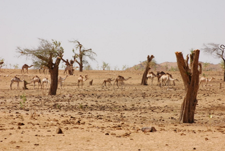 Camels walking on a desert among dried up trees