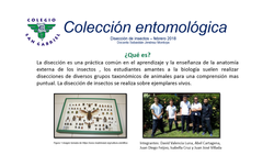coleccion_entomológica
