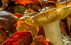 Setas de Otoño