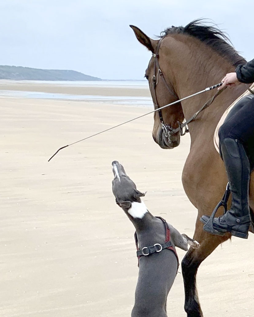 deauville-l-intemporelle-harness-leather-whippet-dog-about.jpg