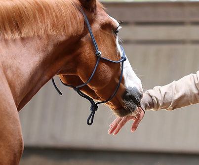 equitherapie.jpg