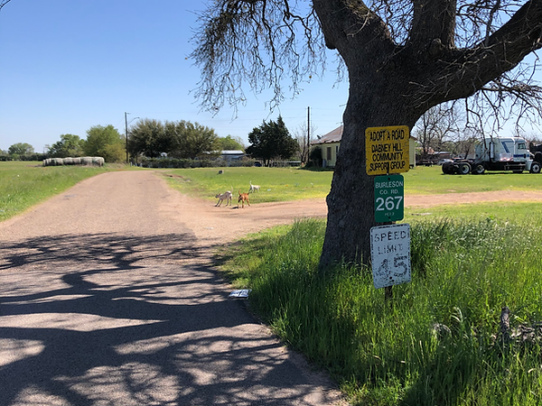 Speed Limit Postage and Tree.HEIC