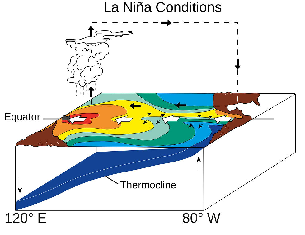 La Niña conditions: warm water and atmospheric convection move westwards. In strong La Niñas the deeper thermocline off Australia means upwelled water is warm and nutrient poor.