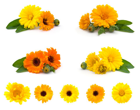 Miniature : Baume au Calendula officinalis