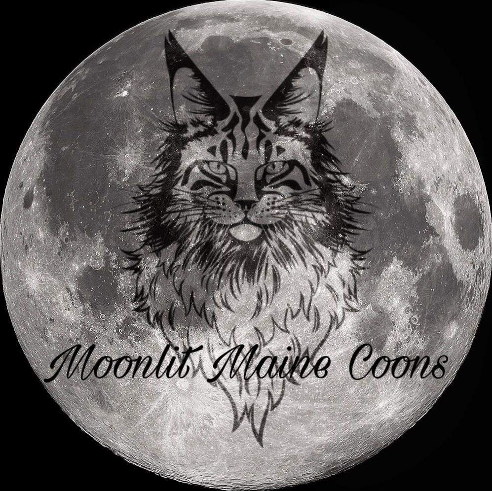 Moonlit Maine Coons Maine Coon Kittens for sale Missoula, Montana, USA