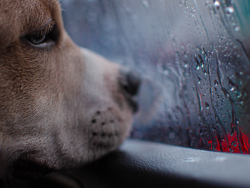 Rainy Season Enrichment Ideas for Dogs: Keeping Minds Busy When Paws Stay Dry