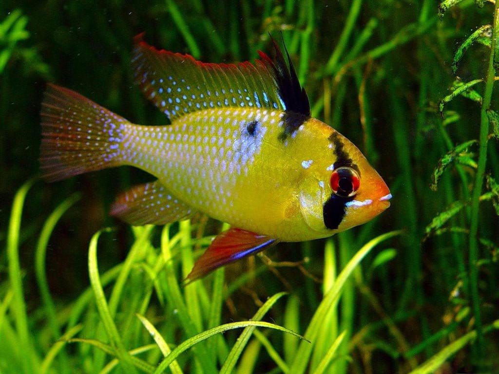 Ramirezis