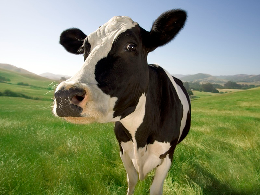 Cuánto vale una vaca lechera?