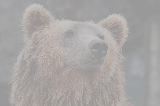 Brown Bear Close-Up_edited_edited.png