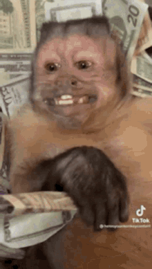 fatuna-monkey.gif