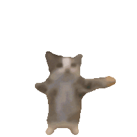 cat.gif