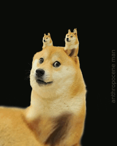 cheems2-1.gif