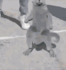gato-baile-jajalol.gif