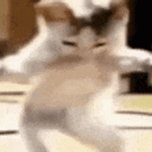 cat (2).gif
