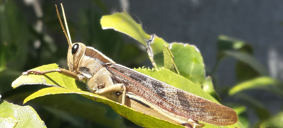 Grasshopper in garden