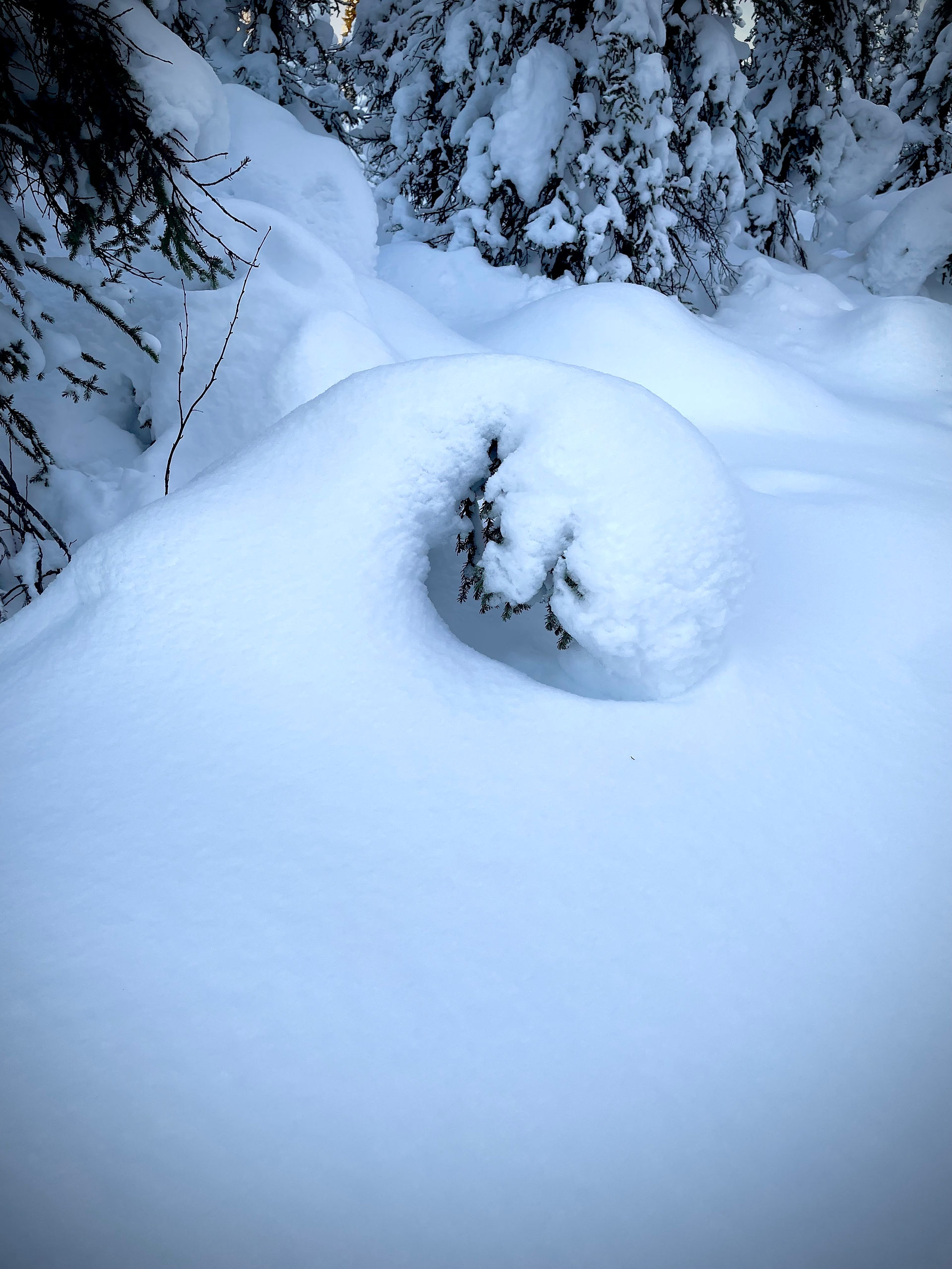 Arctic Wave