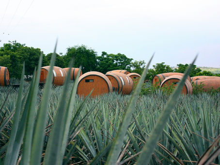 Agave Yetiştiriciliği: Tarladan Şişeye Yolculuk