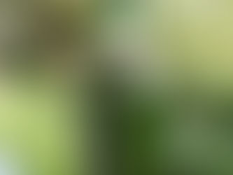 Grolsch Bira Tadım Notları: Farklı Bir Deneyim