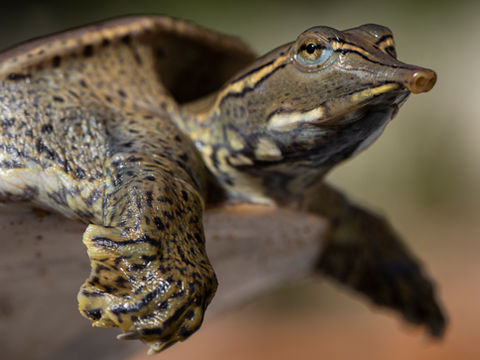 Eastern Spiny Softshell