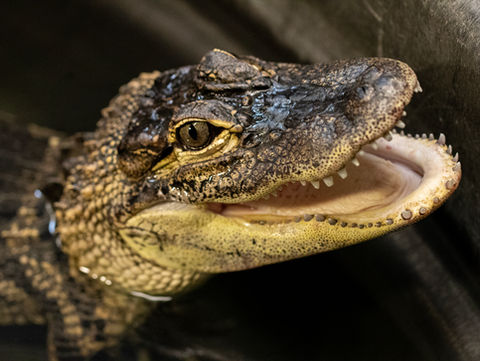 American Alligator
