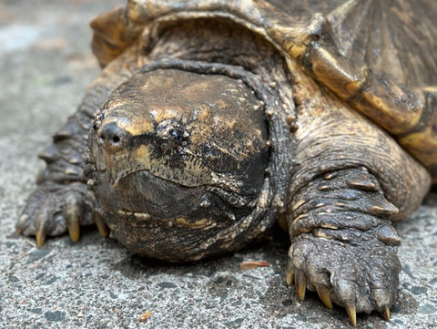 Alligator Snapping Turtle