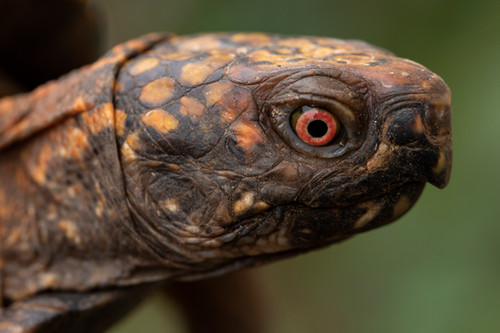 Turtle Re Turtle Sponsorship | CE Reptile Rescue