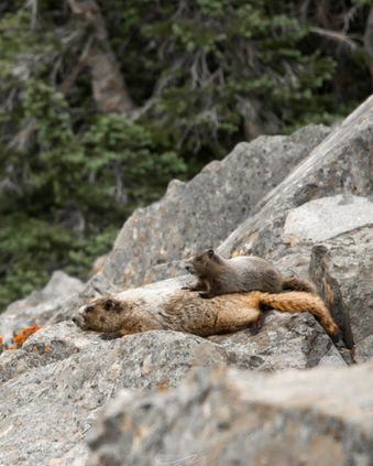 Mamma Marmot-1.jpg