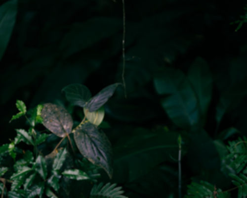 A7R02550-2_edited.jpg