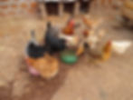 Chickens at Better Days Today