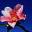Miniature : Camellia x 'Yume'