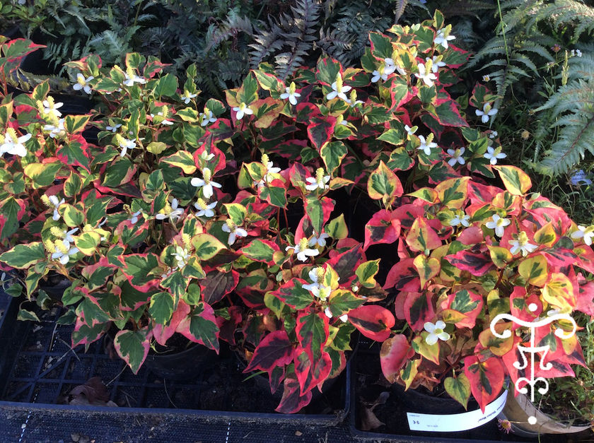 Houttuynia cordata 'Chameleon'