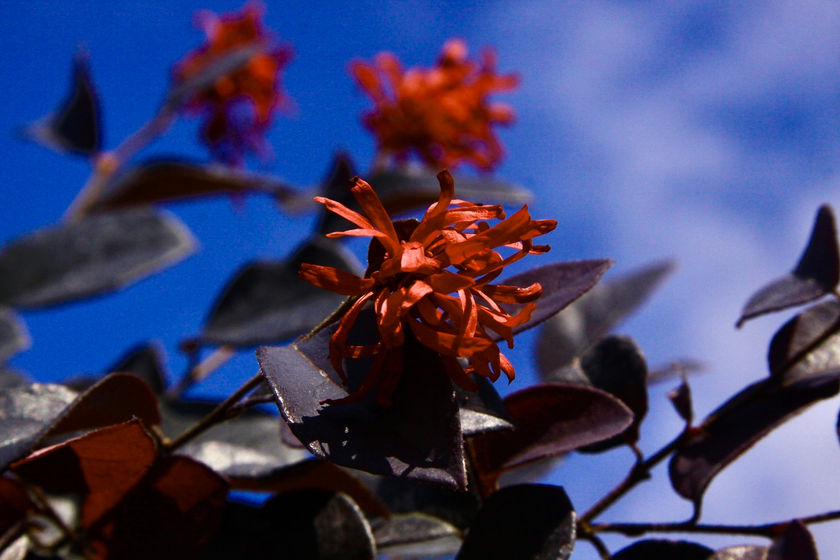 Loropetalum chinense 'Black Pearl'