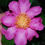 Miniature : Camellia sasanqua 'Anna Dzofka'