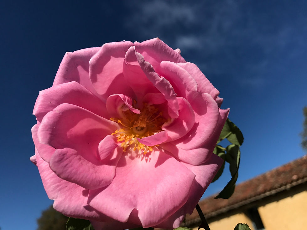 Miniature : Rosa 'Thérèse de Lisieux'