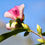 Miniature : Camellia x 'Yume'