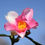 Miniature : Camellia x 'Yume'