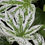 Miniature : Fatsia japonica 'Spider's Web'