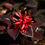 Miniature : Loropetalum chinense 'Black Pearl'