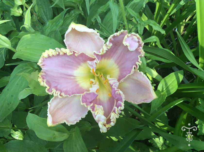 Miniature : Hemerocallis  'French Lingerie'