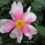 Miniature : Camellia x 'Yume'