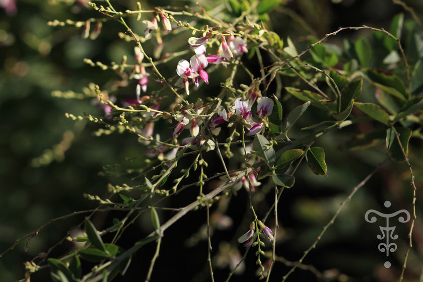 Miniature : Lespedeza thunbergii subsp. thunbergi 'Edo-shibori'
