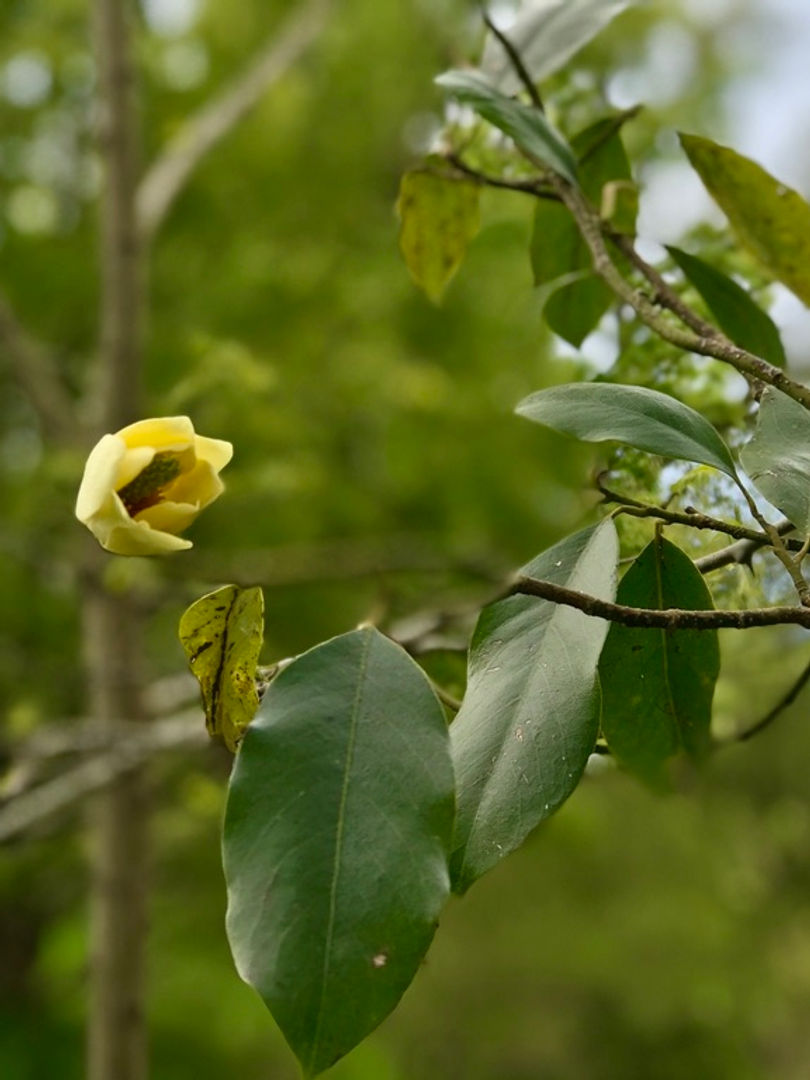 Miniature : x Michelia yunnanensis