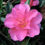 Miniature : Camellia sasanqua h. 'Shishi-gashira'