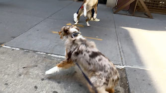 layla-lunging-on-leash.jpg
