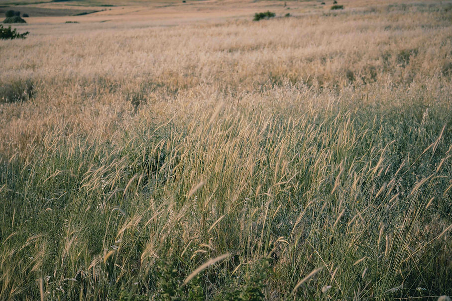 pexels-zlfdmr23-32617536.jpeg