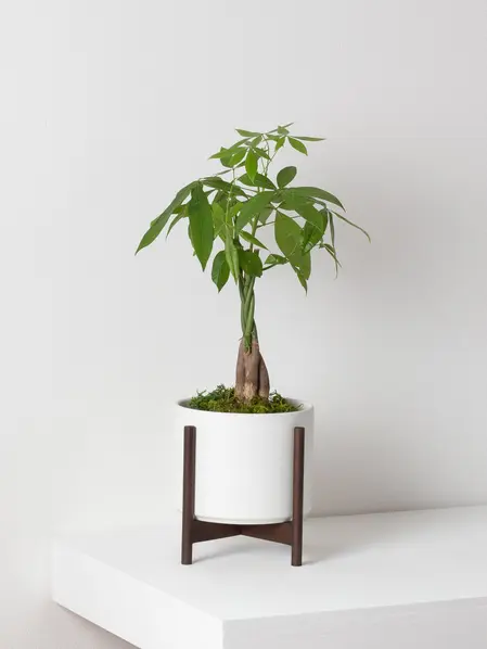 braided-money-tree-white-mid-century-ceramic-dark-wood-stand