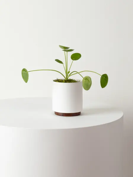 pilea-peperomioides-white-mid-century-ceramic-wood-plinth