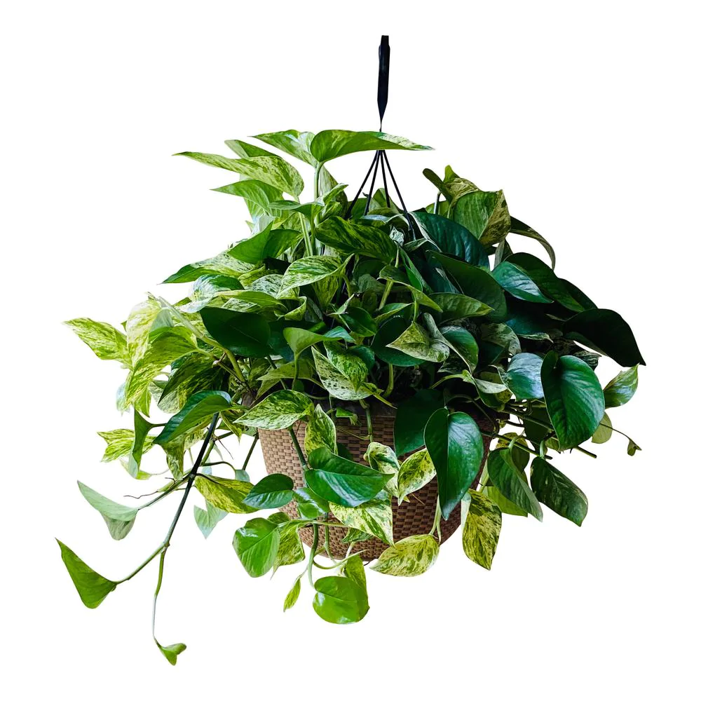 golden pothos